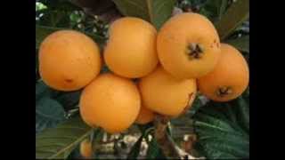 consumption benefits loquat fruit medicinal nispero [upl. by Lechar]