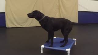 Tricks That Transition to Obedience Exercises Learning Place [upl. by Yorker]