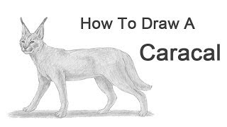 How to Draw a Caracal [upl. by Arlen951]