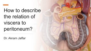 How to describe the relation of viscera to peritoneum [upl. by Atiram]