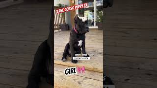 Cane Corso puppy female Texas [upl. by Addie]