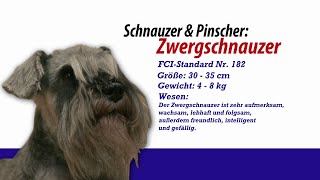 Meister Petz TV  Zwergschnauzer [upl. by Brocky952]