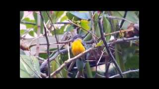 Orange bellied Flowerpecker Calling [upl. by Neyr]