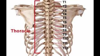 Two Minutes of Anatomy Thoracic Spine [upl. by Phyl210]