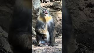 A Mandrill monkey at the Bronx Zoo [upl. by Angelica29]