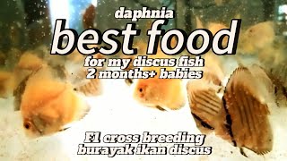 feeding frenzy daphnia  burayak discus F1 cross breeding seadanya [upl. by Johannah]