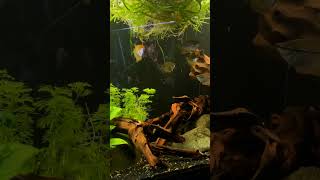 Gouramis in a Group shorts aquariumfish fishtank fish fishkeeping aquarium fishkeeper [upl. by Aidnic]