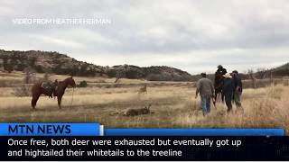 Ranchers help disentangle two rutting bucks near Broadus [upl. by Jory]