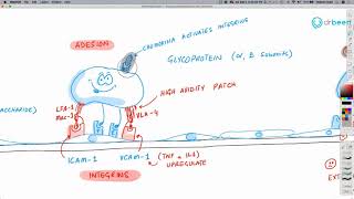 Inflammation Part 2  Leukocyte ExtravasationRecruitment [upl. by Niltiac]