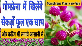 Full care of Gomphrena Flower Plant and grow in cutting  सुपारी फूल globe amaranth flower plant [upl. by Yesnyl]