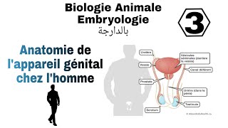 شرح بالدارجة لملخص درس lappareil génital chez lhommeمن مادة Biologie Animale L1 Snv s2 embryologie [upl. by Dane]