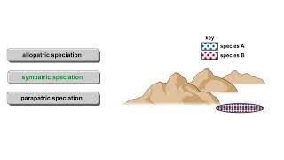 Models of speciation Animation [upl. by Tonia]