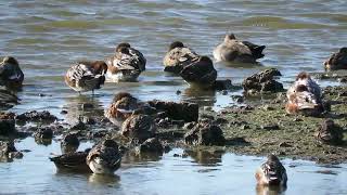 241011 RSPB Saltholme Highlights [upl. by Ainsworth835]