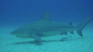 Mexiko  Playa del Carmen  Tauchen  Bullenhaie  Bullsharks [upl. by Arhna573]