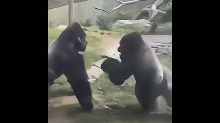 Gorilla Fight Shows Their Remarkable Speed and Agility [upl. by Lotsyrc]