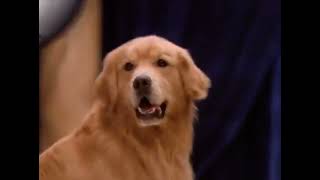 Air Bud Spikes Back 2003  Movie Trailer [upl. by Mirabella]