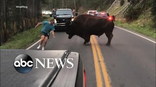 Man gets out of car to taunt bison at Yellowstone [upl. by Eiloj]