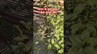 अनार के फूल फल में केसे कन्वर्ट होंगे gardening plants gardeningcare gardeningtips [upl. by Oirretno]