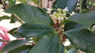 Fragrant Tea Olive Osmanthus Fragrans [upl. by Sosthina]