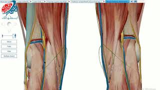 Common fibularperoneal nerve 3D anatomy [upl. by Bierman]