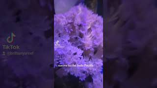 Pulsing Xenia coral reef aquarium [upl. by Jehovah825]