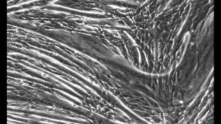 C2C12 muscle fiber contraction [upl. by Nnylsoj]