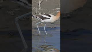 The Beautiful World Of the Avocet Bird [upl. by Idnod]