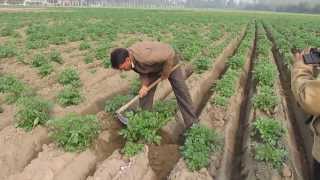 Potato 25 tons per Acre in making 2013 14 Pantnagar university Trial with Abhiram Veer Field CH 3 [upl. by Thayer]