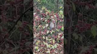 Cedar Waxwing Bird visiting a 🍒 berry patch above the Harpeth River Tennessee USA 🎶 tn birds [upl. by Tnarb106]