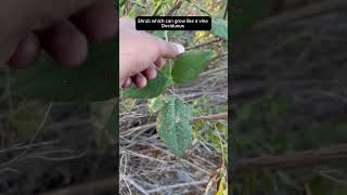 Native Legume Large Leatherroot californianativeplants [upl. by Lardner]