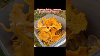 เห็ดเหลืองเห็ดมันปู Kantarell Cantharellus cibariusแม่ขวัญmushroomเก็บเห็ดสวีเดน [upl. by Pliam]