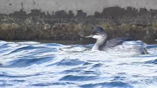 Blacknecked Grebe Crosby Coastal Park 24924 [upl. by Adnuahsar]