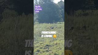 God thank you for nature and help us to stick together like these turkeys ❤️ viralvideo [upl. by Ahsirtak]