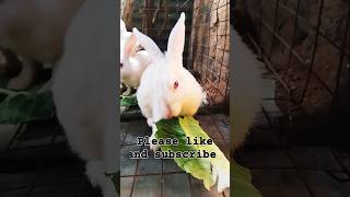 Rabbit food rabbityoutubeshorts [upl. by Darrill]