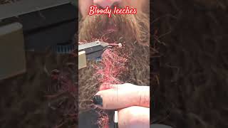 Blood leeches with a parrot who thinks its a cat flytying cat flytyingnation [upl. by Atiuqrehs]