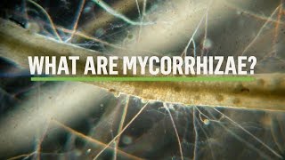 MYCORRHIZAE How does the symbiosis take place [upl. by Hplodur]