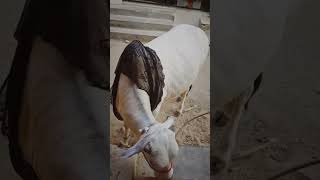 Qurbani 2k 24 subhan Allah [upl. by Eniledgam]