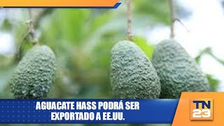 Aguacate Hass podrá ser exportado a EEUU [upl. by Rebah]