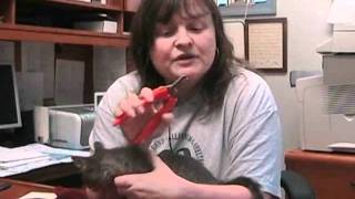 Cat nail clipping demonstration [upl. by Josee]