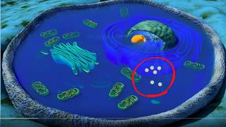 Cell organelles basics [upl. by Ilek]