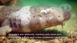 Brownbanded bamboo shark Chiloscylliumpunctatum [upl. by Pals]