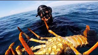 Akaroa Crayfish Diving Big Crayfish [upl. by Eart]