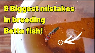 Why Betta fish breeding fail  8 Mistakes to avoid [upl. by Aritak]