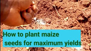 How to plant maize seeds for maximum yields 2020 [upl. by Abbotson760]