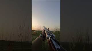 Top 5 Shots The Last One is INSANE huntingseason hunting drivenhunt wingshooting [upl. by Oznecniv202]