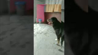 Max m attitude bahot h 😂🤭 koi kuch bhi bolta rhe use frk nhi pdta 🙊youtubeshorts dog animals [upl. by Dwaine]