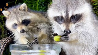 Raccoons Eating Grapes Vs Ice [upl. by Atineb]