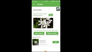 PlantSnap identifies a Rose bud jasmine Jasminum dichotomum [upl. by Lawrenson]