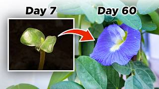 Growing Butterfly Pea from Seed to Tea  Timelapse  Aparajita  Asian Pigeonwings  Blue Ternate [upl. by Danczyk128]