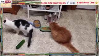 Gatos e Pepinos Para Gargalhadas YouTube [upl. by Belcher]